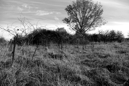 réseau de barbelés