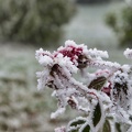 DSC 0002a